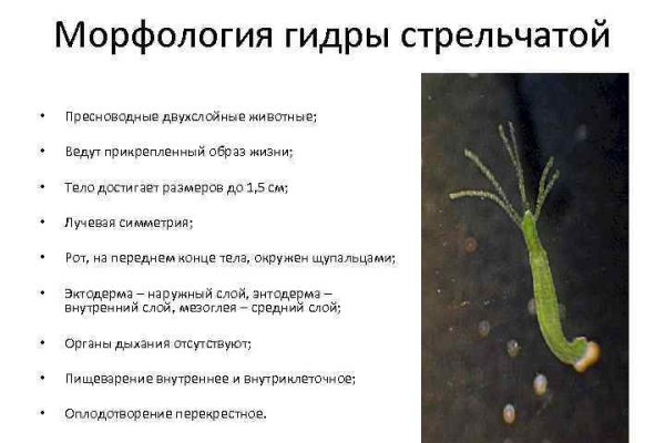 Кракен даркнет kraken link24 info