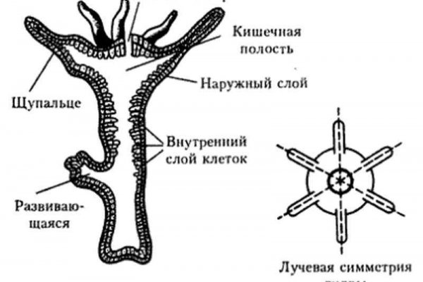 Кракен сайт магазин kraken clear com